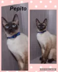 GATINHOS LINDOS