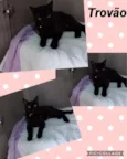 GATINHOS LINDOS
