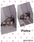 GATINHOS LINDOS
