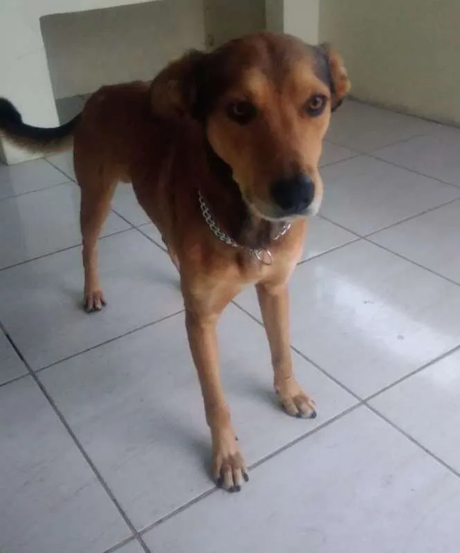 Cachorro ra a Pastor Alemão idade 2 anos nome Nino