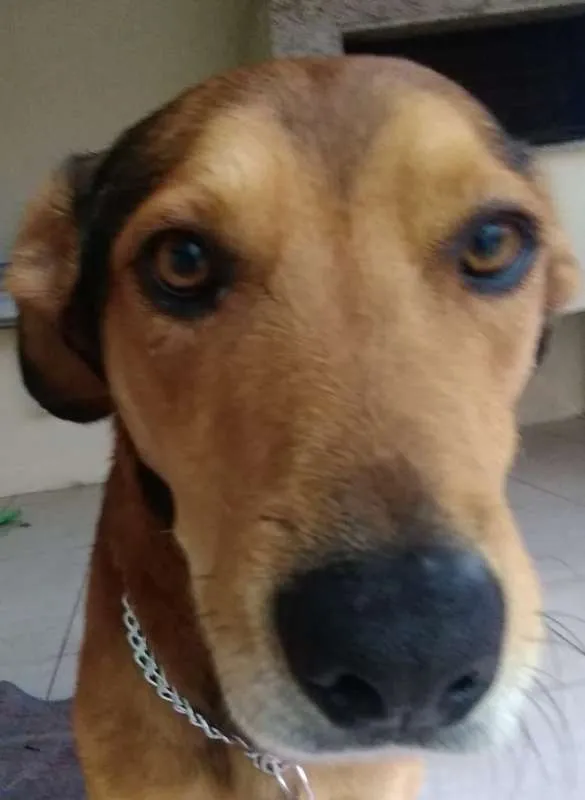 Cachorro ra a Pastor Alemão idade 2 anos nome Nino