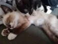 Max e nina