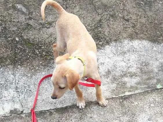 Cachorro ra a Indefinida idade 2 a 6 meses nome Chiara Úrsula 