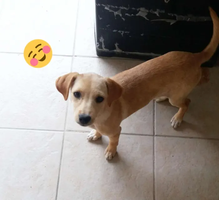 Cachorro ra a Indefinida idade 2 a 6 meses nome Chiara Úrsula 