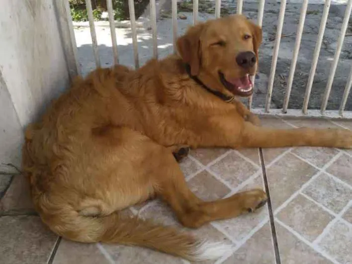Cachorro ra a SDR - mistura de Golden/labrad idade 7 a 11 meses nome Bento 