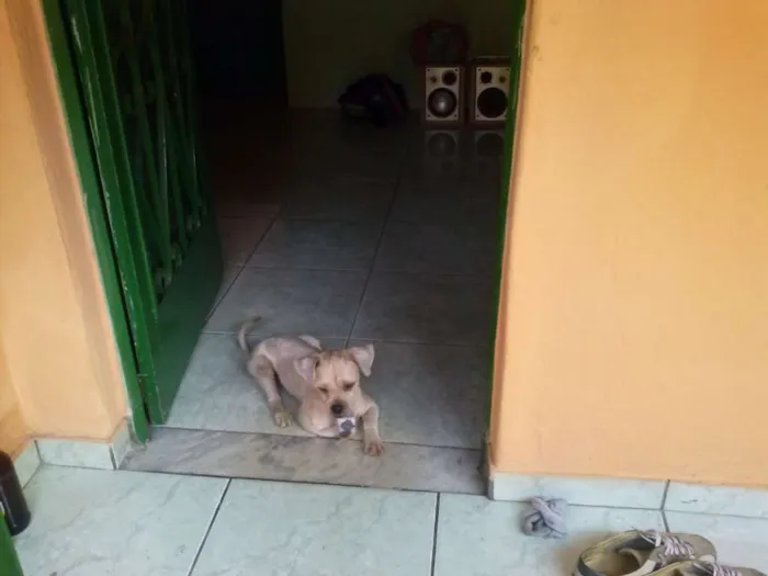 Cachorro ra a Xitsu idade 1 ano nome Pitoco