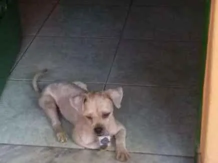 Cachorro ra a Xitsu idade 1 ano nome Pitoco