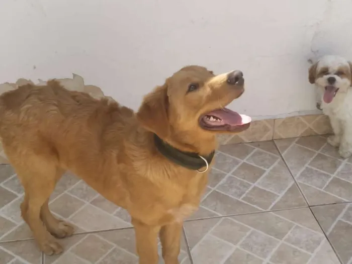 Cachorro ra a SDR idade 7 a 11 meses nome Bento 