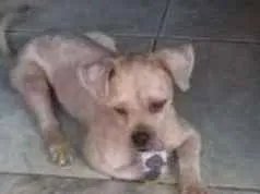 Cachorro raça Xitsu idade 1 ano nome Pitoco