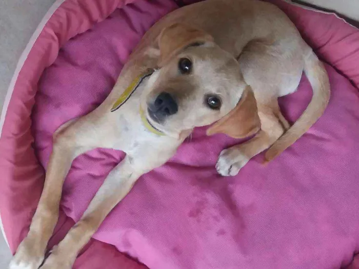 Cachorro ra a Indefinida idade 2 a 6 meses nome Chiara Úrsula 