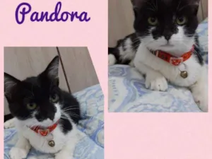 Gato raça srd idade 1 ano nome GATINHOS LINDOS