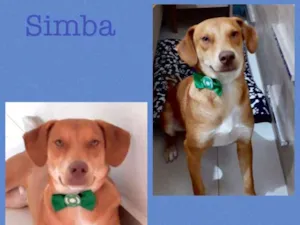 Cachorro raça srd idade 1 ano nome Simba