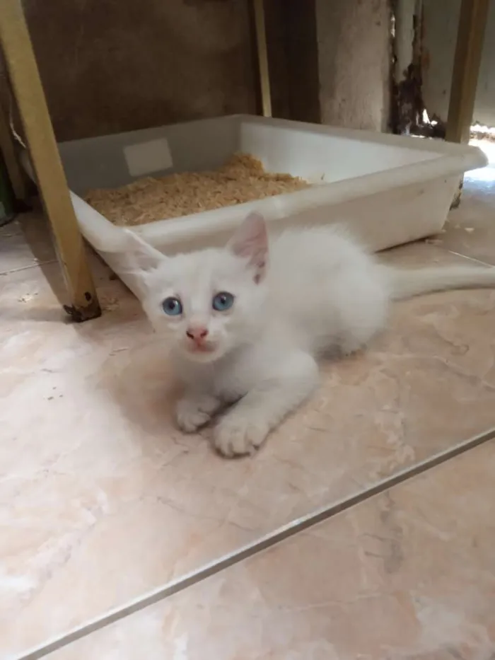 Gato ra a Srd idade 2 a 6 meses nome Nenhum