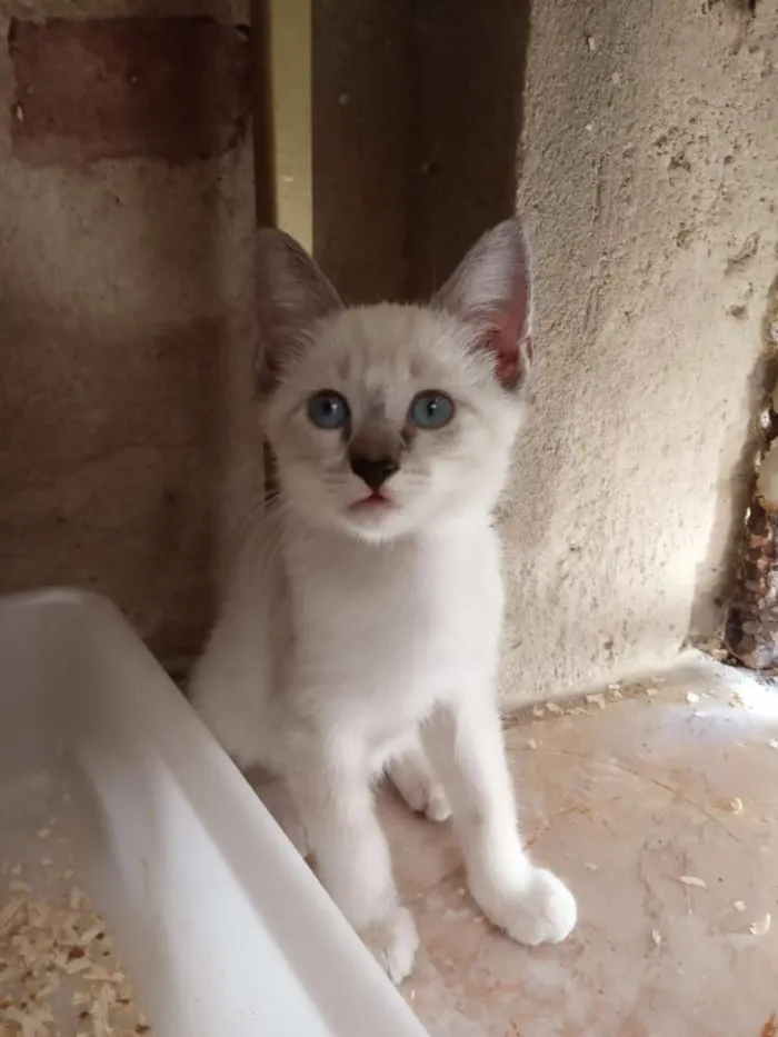 Gato ra a Srd idade 2 a 6 meses nome Nenhum