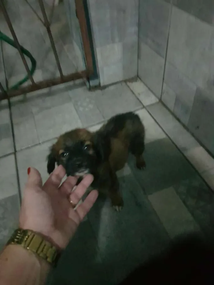 Cachorro raça SRD idade 2 a 6 meses nome BELINHA