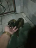 BELINHA