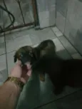 BELINHA