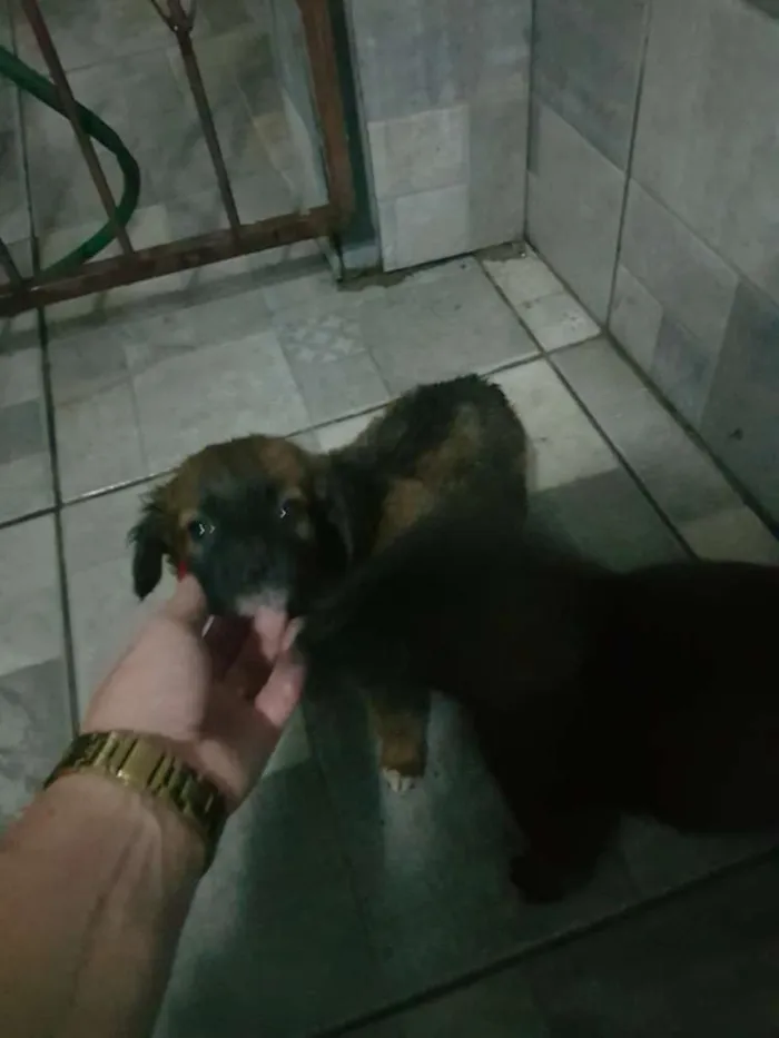 Cachorro raça SRD idade 2 a 6 meses nome BELINHA