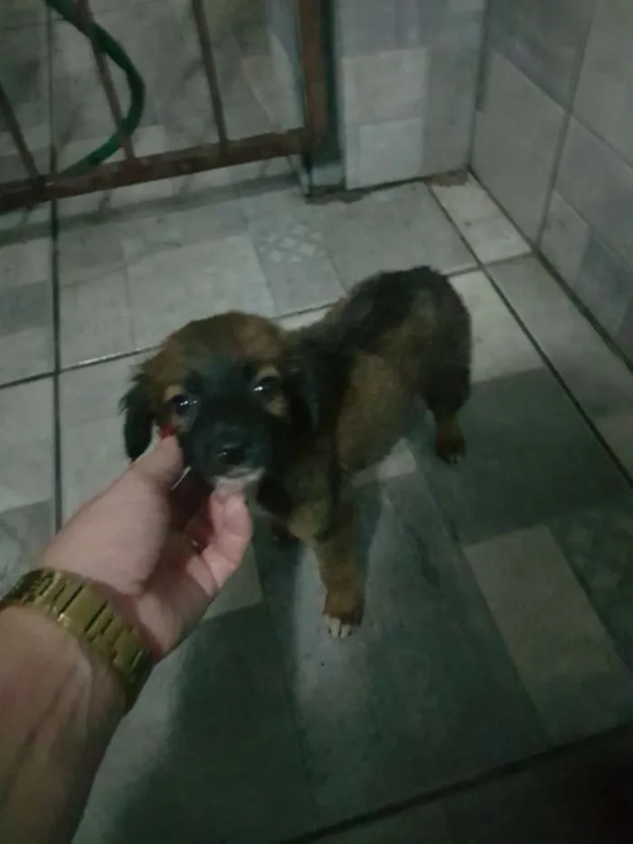 Cachorro raça SRD idade 2 a 6 meses nome BELINHA