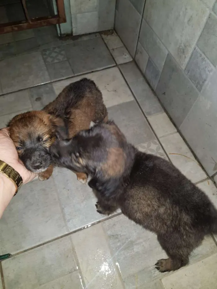 Cachorro raça SRD idade 2 a 6 meses nome BELINHA