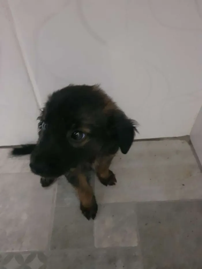 Cachorro raça SRD idade 2 a 6 meses nome BELINHA