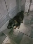 BELINHA
