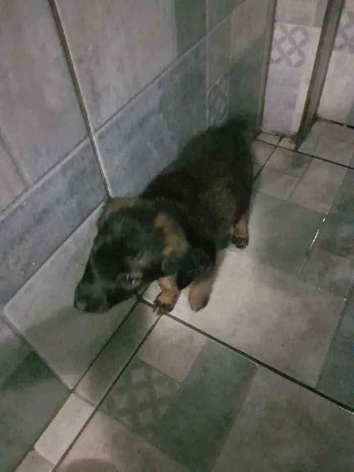 Cachorro raça SRD idade 2 a 6 meses nome BELINHA