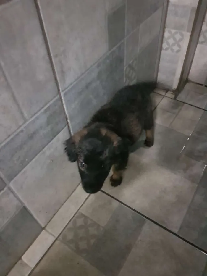 Cachorro raça SRD idade 2 a 6 meses nome BELINHA