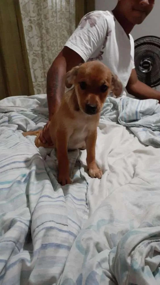 Cachorro ra a  idade Abaixo de 2 meses nome Sem nome ainda