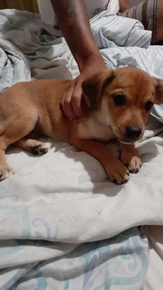 Cachorro ra a  idade Abaixo de 2 meses nome Sem nome ainda