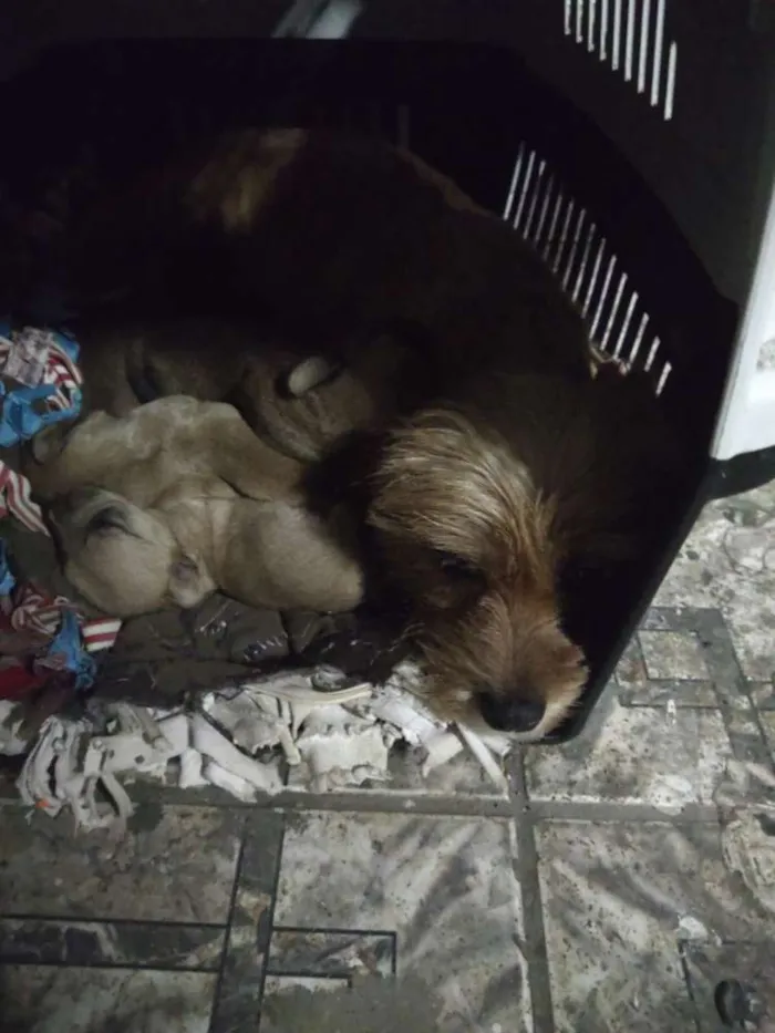 Cachorro ra a Não sei pq peguei na rua idade 2 anos nome Mel