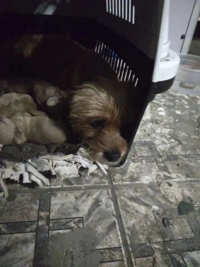 Cachorro ra a Não sei pq peguei na rua idade 2 anos nome Mel