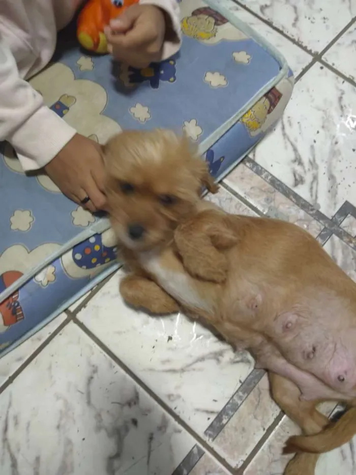 Cachorro ra a Não sei pq peguei na rua idade 2 anos nome Mel