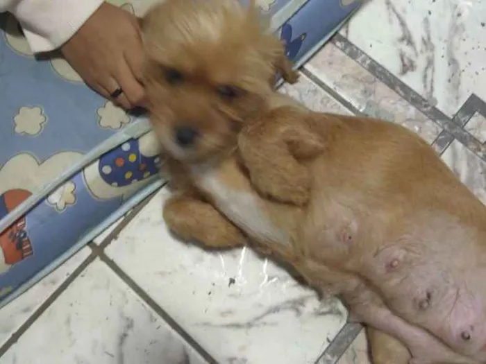 Cachorro ra a Não sei pq peguei na rua idade 2 anos nome Mel