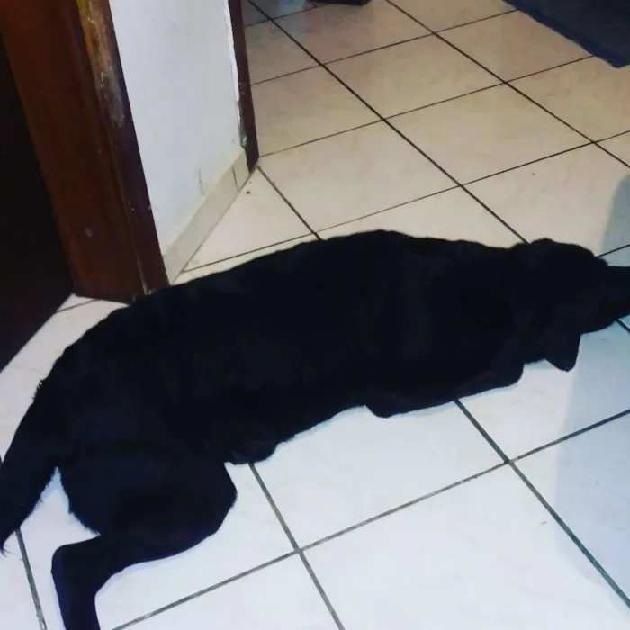 Cachorro ra a Labrador idade 2 anos nome Pelé