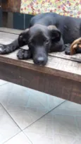 Pretinho