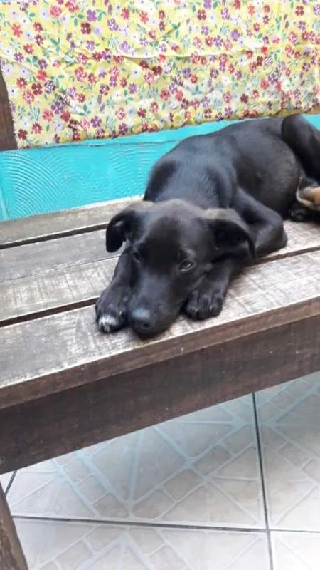 Cachorro ra a SRD idade 2 a 6 meses nome Pretinho
