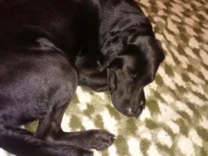Cachorro raça Labrador idade 2 anos nome Pelé