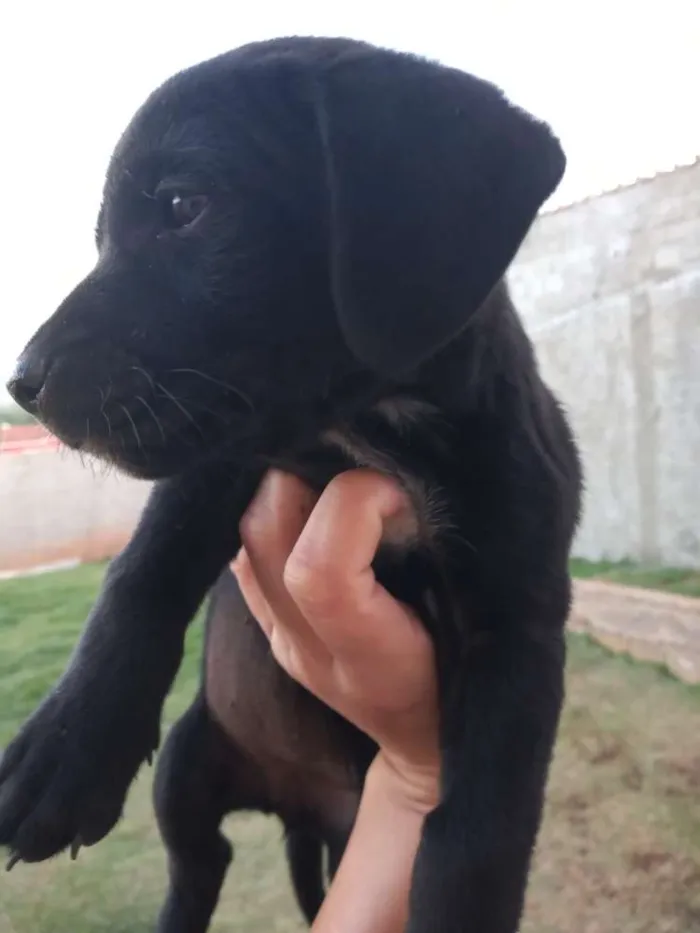 Cachorro ra a Boxer com salsicha idade Abaixo de 2 meses nome Sem nome