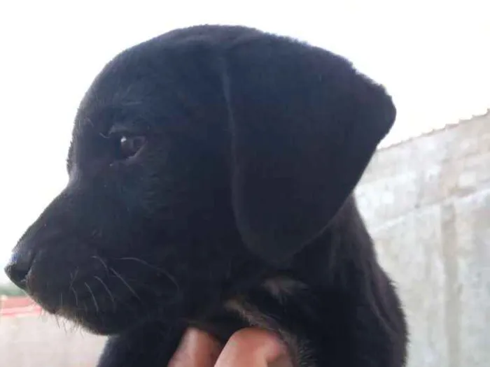 Cachorro ra a Boxer com salsicha idade Abaixo de 2 meses nome Sem nome