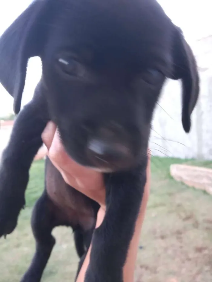 Cachorro ra a Boxer com salsicha idade Abaixo de 2 meses nome Sem nome