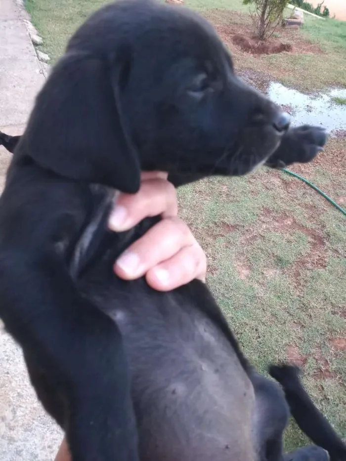 Cachorro ra a Boxer com salsicha idade Abaixo de 2 meses nome Sem nome