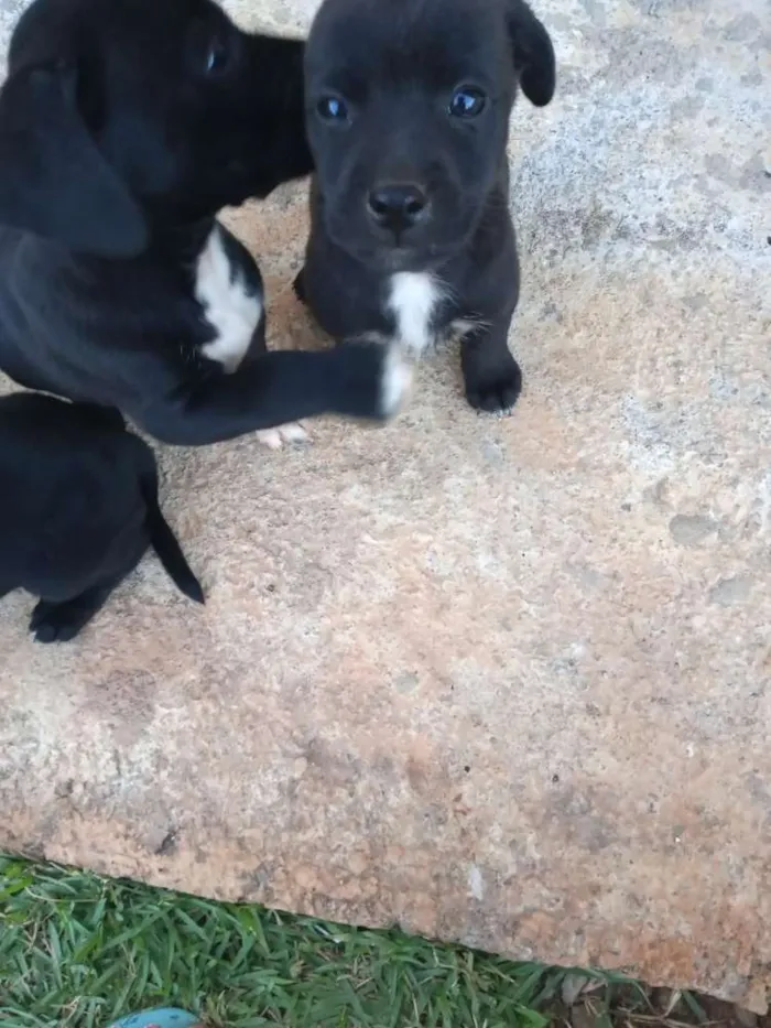 Cachorro ra a Boxer com salsicha idade Abaixo de 2 meses nome Sem nome