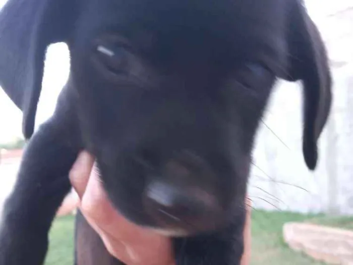 Cachorro ra a Boxer com salsicha idade Abaixo de 2 meses nome Sem nome