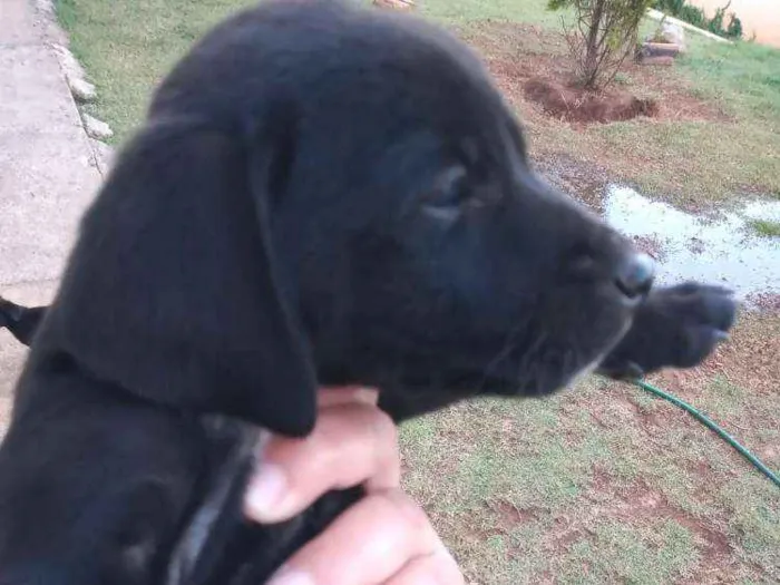 Cachorro ra a Boxer com salsicha idade Abaixo de 2 meses nome Sem nome