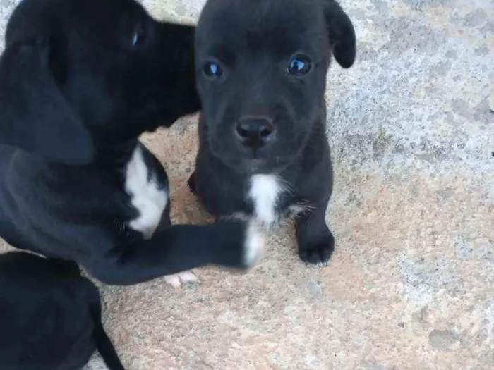 Cachorro ra a Boxer com salsicha idade Abaixo de 2 meses nome Sem nome