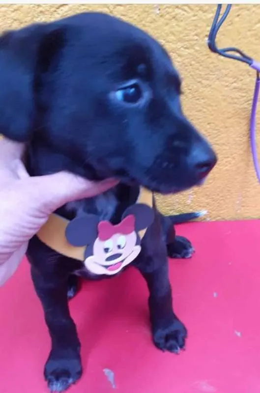 Cachorro ra a SRD idade 2 a 6 meses nome LINDINHA