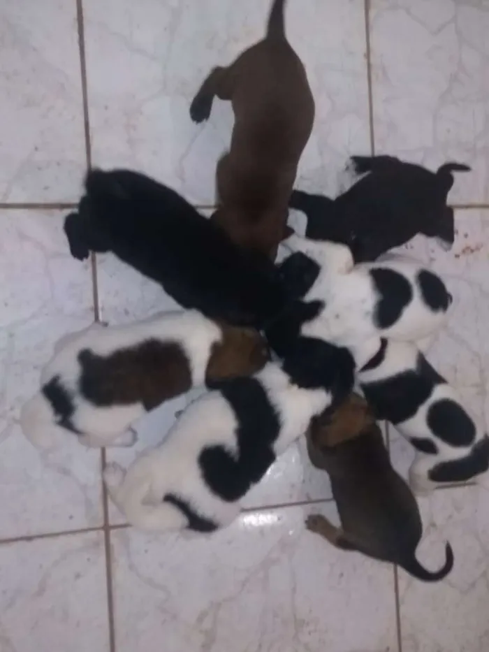 Cachorro ra a Vira lata com labrador idade 2 a 6 meses nome Não tem