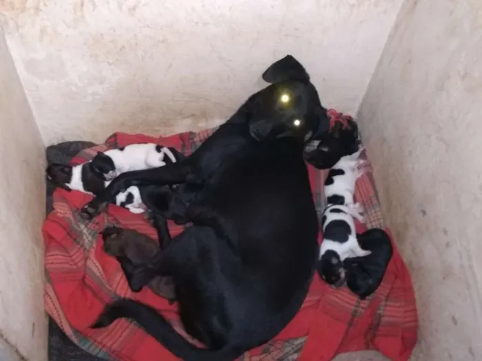 Cachorro ra a Vira lata com labrador idade 2 a 6 meses nome Não tem