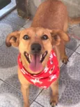 Belinha